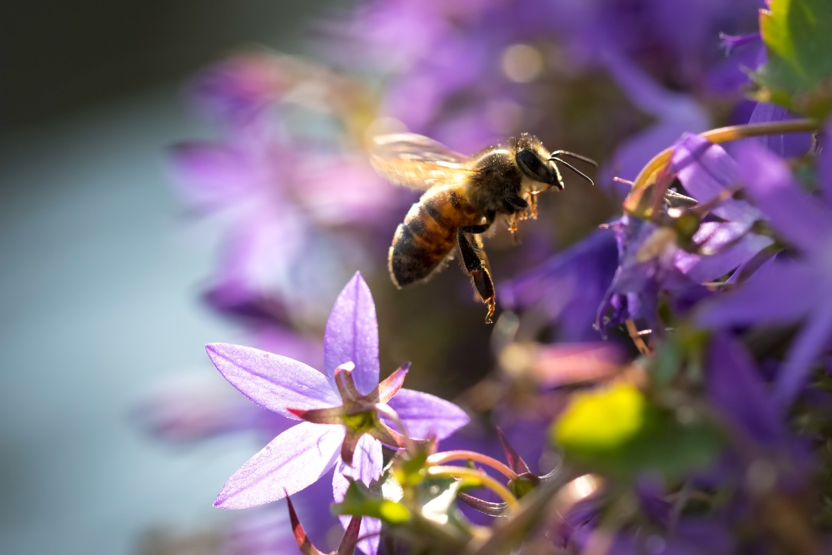 Honungsbi vid blålila blommor.
