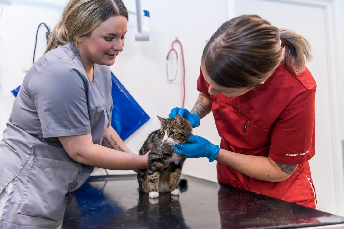 Personal och katt på djurklinik.