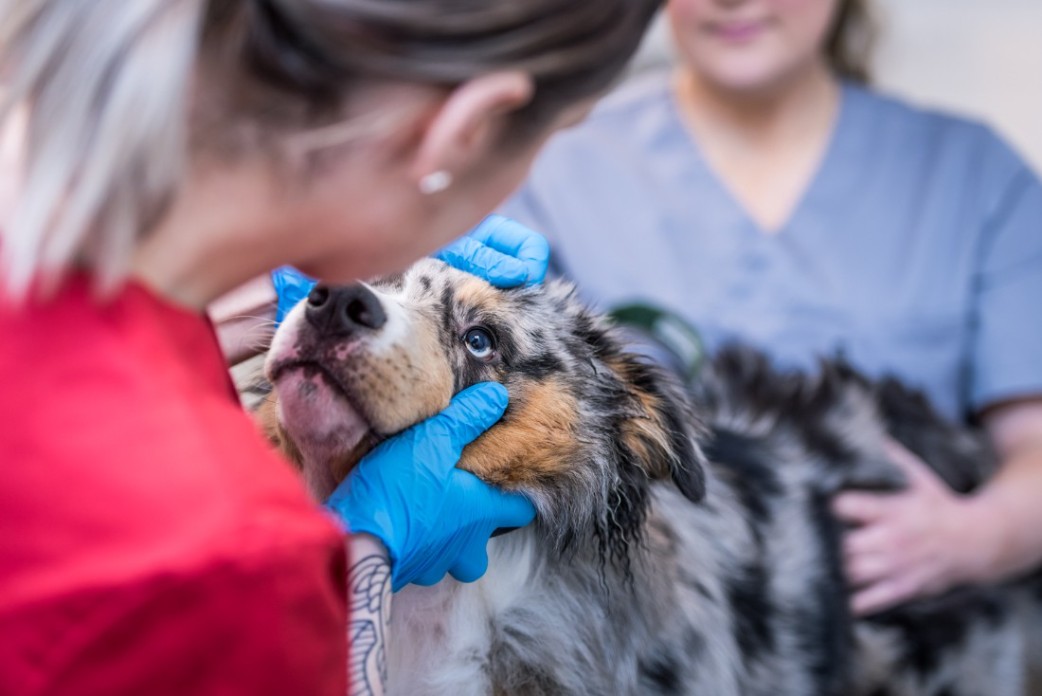 Veterinär och hund.