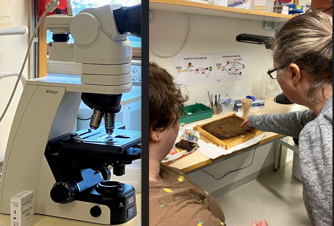 Mikroskop och två personer som arbetar i laboratorium
