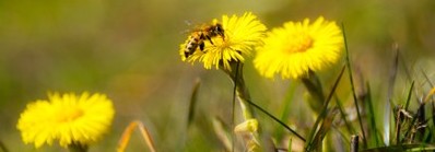 Tussilago med bi