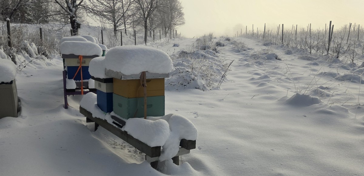 Bikupor i snön vid äng.