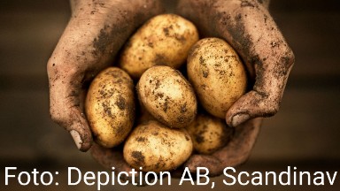 Potatis