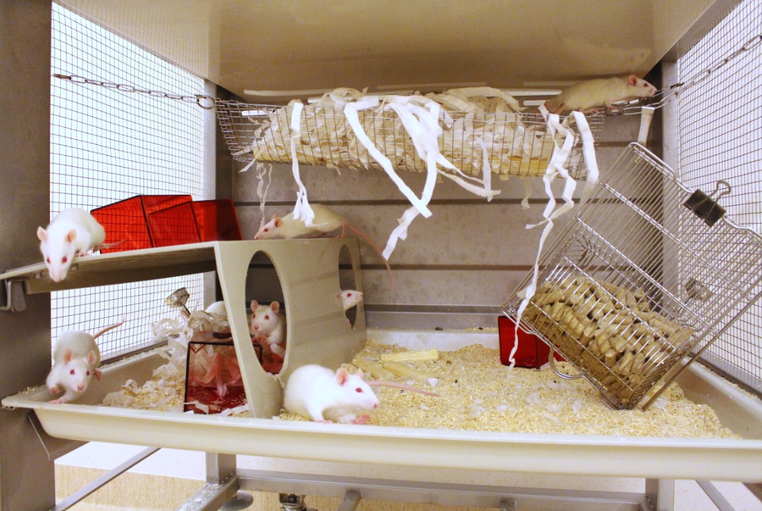 White rats are sitting in cage full of furnishing and enrichment