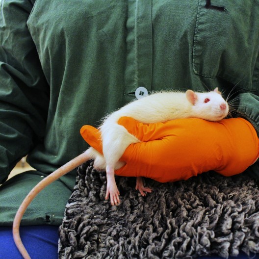 Hand with orange glove holding a rat.