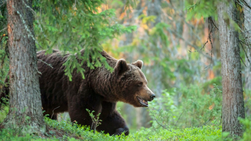 Bear walking in a forest