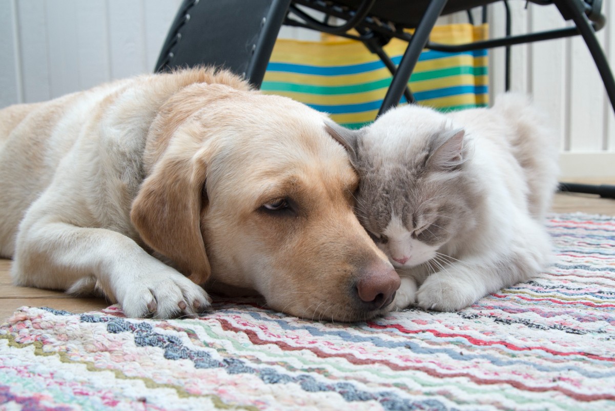  En hund och en katt som ligger på golvet och vilar.