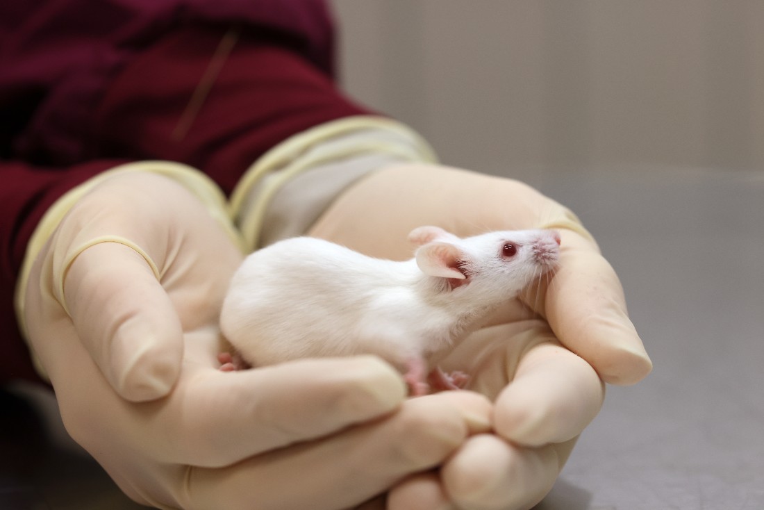 Cupped hands with gloves holding a white mouse.