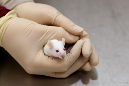 Hands with gloves holding a mouse