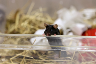 Black mouse peeking looking over the edge of a cage.