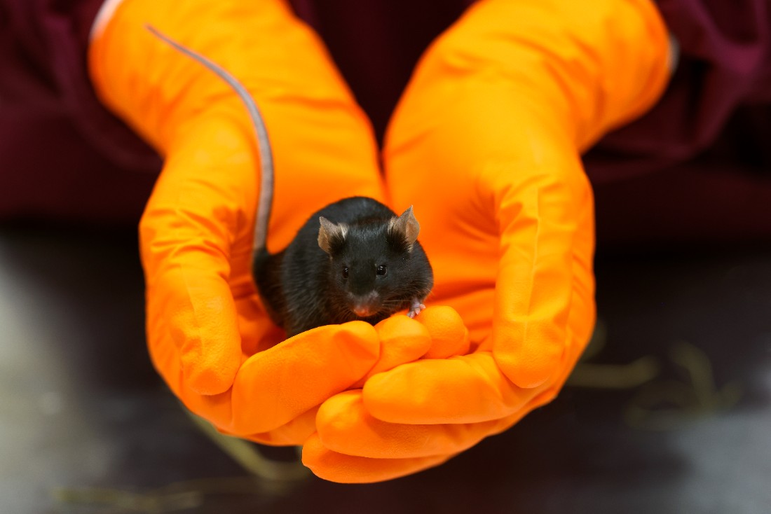 Black mouse sitting in cuped hands with orange gloves.