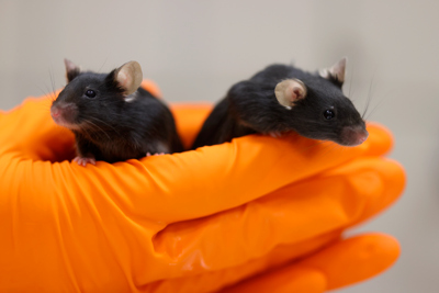 Hands in gloves holding two black mice.
