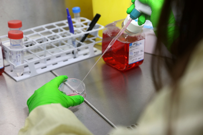 Hands with gloves pipetting cell culture media into a petri dish.