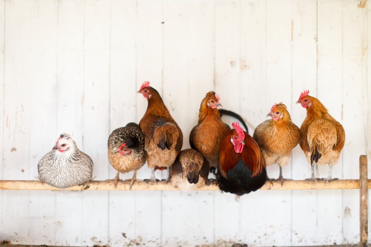 Hönshus. 