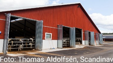 Ladugård med kor
