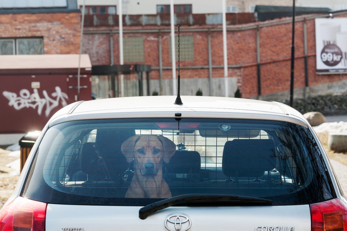 Hund i bagageutrymme på bil.