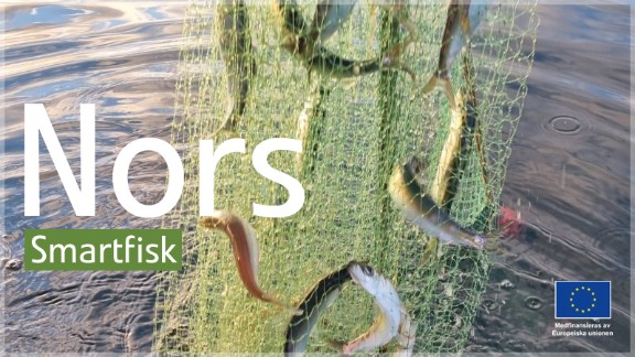 Nors - Smartfisk. Bild på fisk i nät.