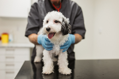 White and black dog standing on a table held by hands in gloves.