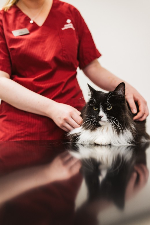 Personal på djurklinik med svartvit långhårig katt.