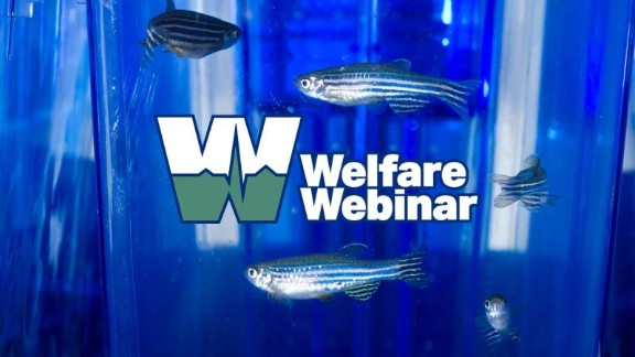 Small fishes in blue tank with a text Welfare Webinar written 