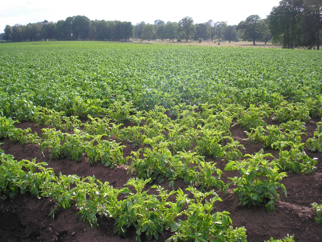 Potatis med virus