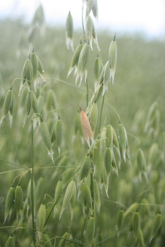 Fusarium i havre
