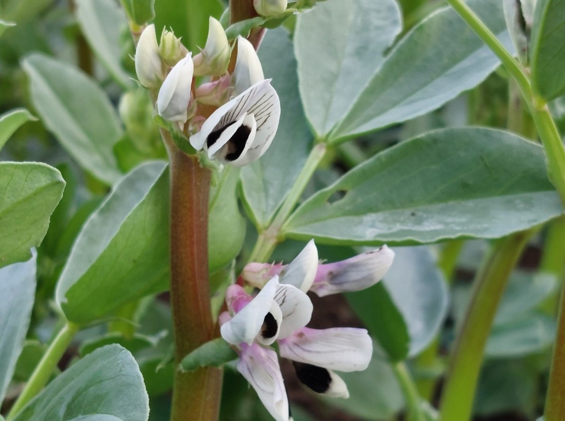 åkerböna i blomning