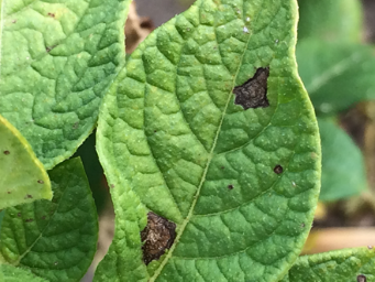 Alternaria Solani i potatis