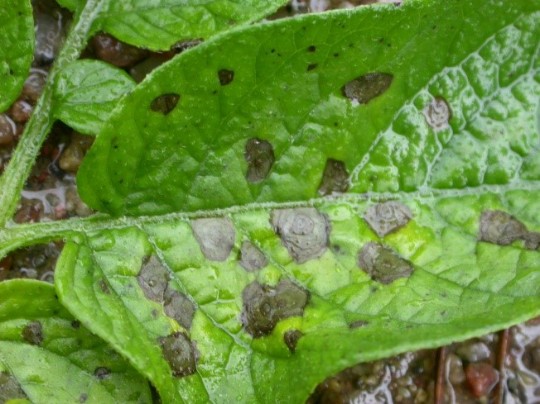 Torrfläcksjuka, alternaria solani i potaits