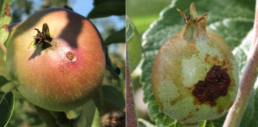 Äppelvecklare vs äppelstekel