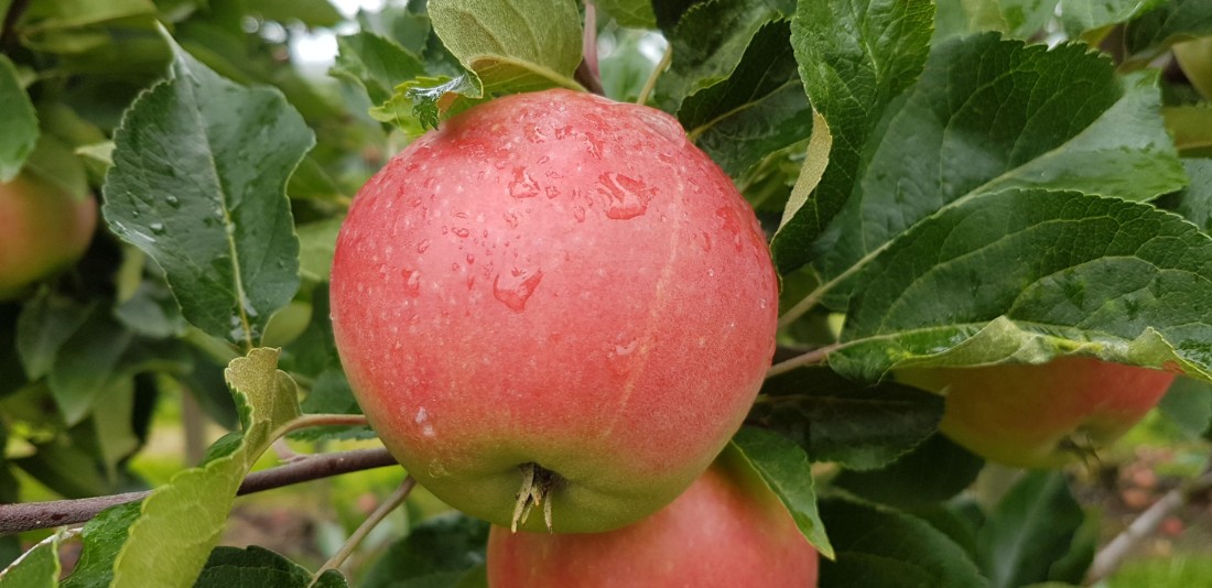 Äpple