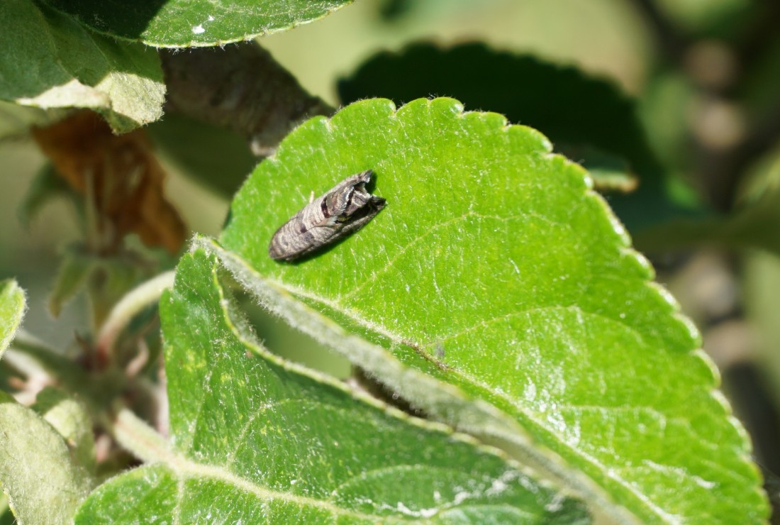 Blodlus