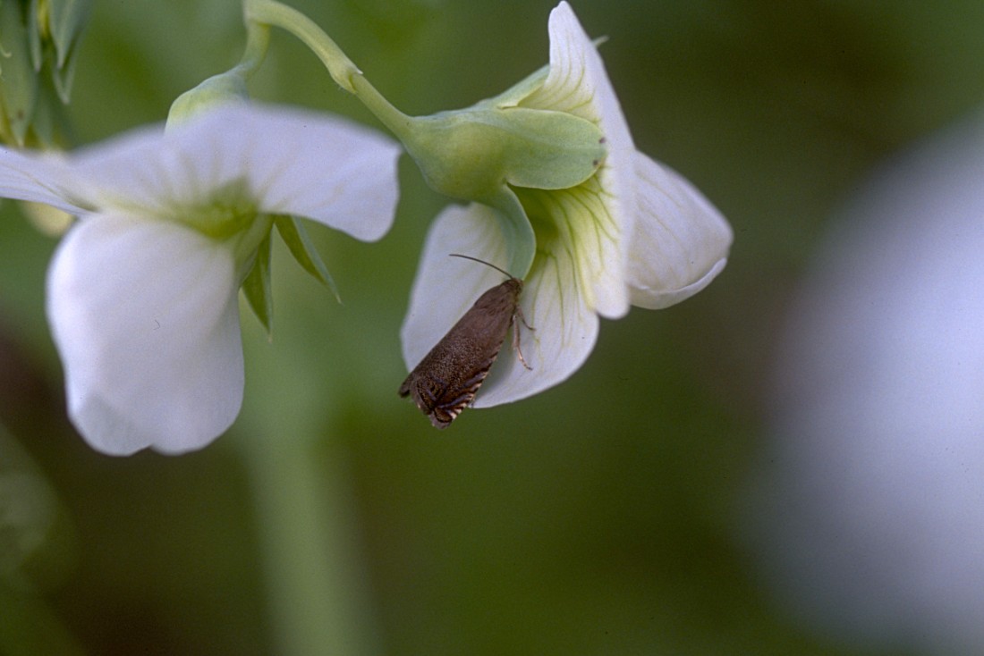 Ärtvecklare på ärtblomma