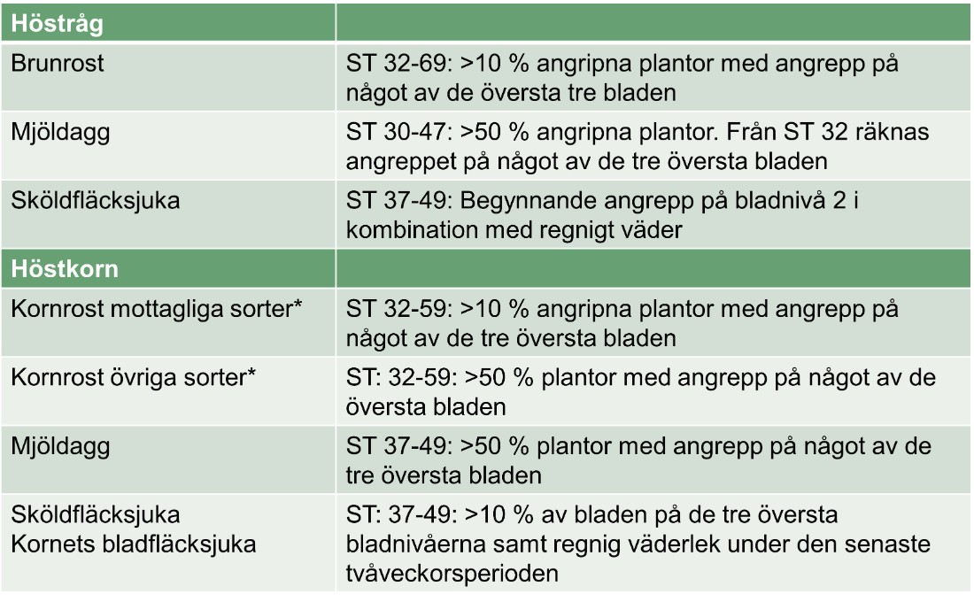 Tabell som visar bekämpningströsklar i höstråg och höstkorn. 