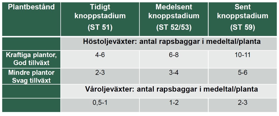 Tabell över bekämpningströsklar för rapsbaggar i höstraps. 