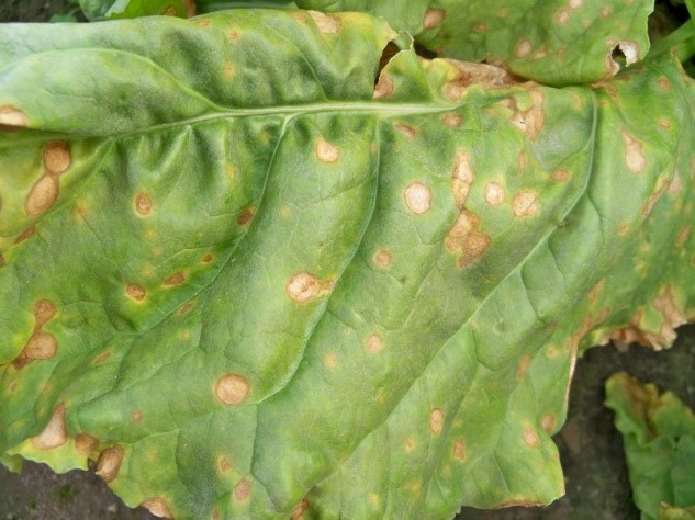 Ramularia