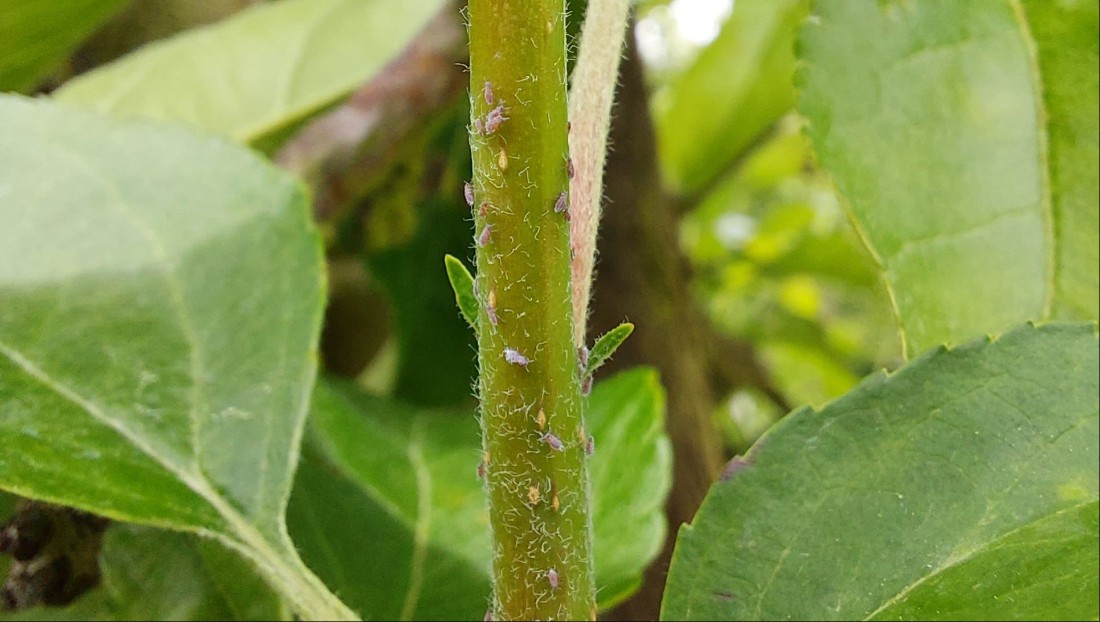 Blodlus