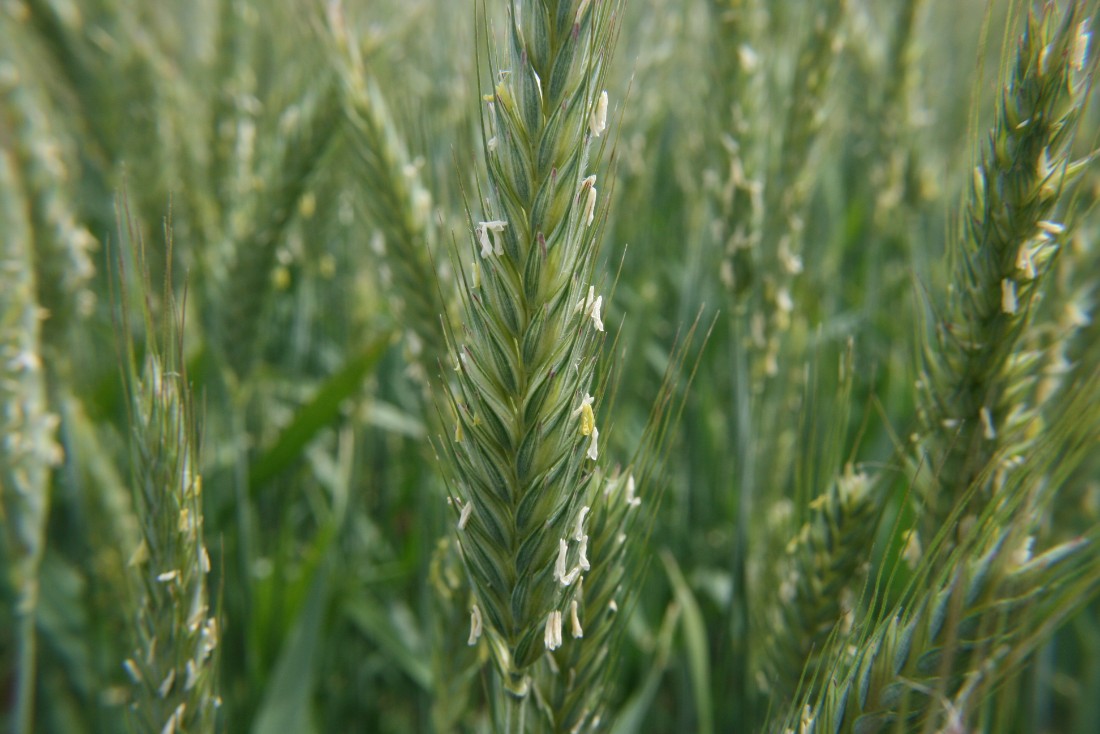 blommande rågvete