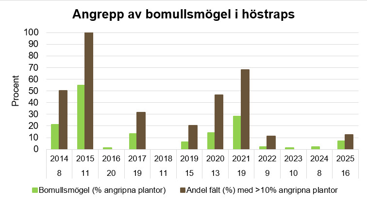 Stapeldiagram som visar att årets värde för bomullsmögel var  vilket var normalt jämfört med andra år cirka 8%