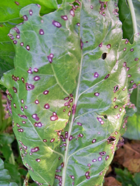 Cercospora