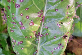 Cercospora