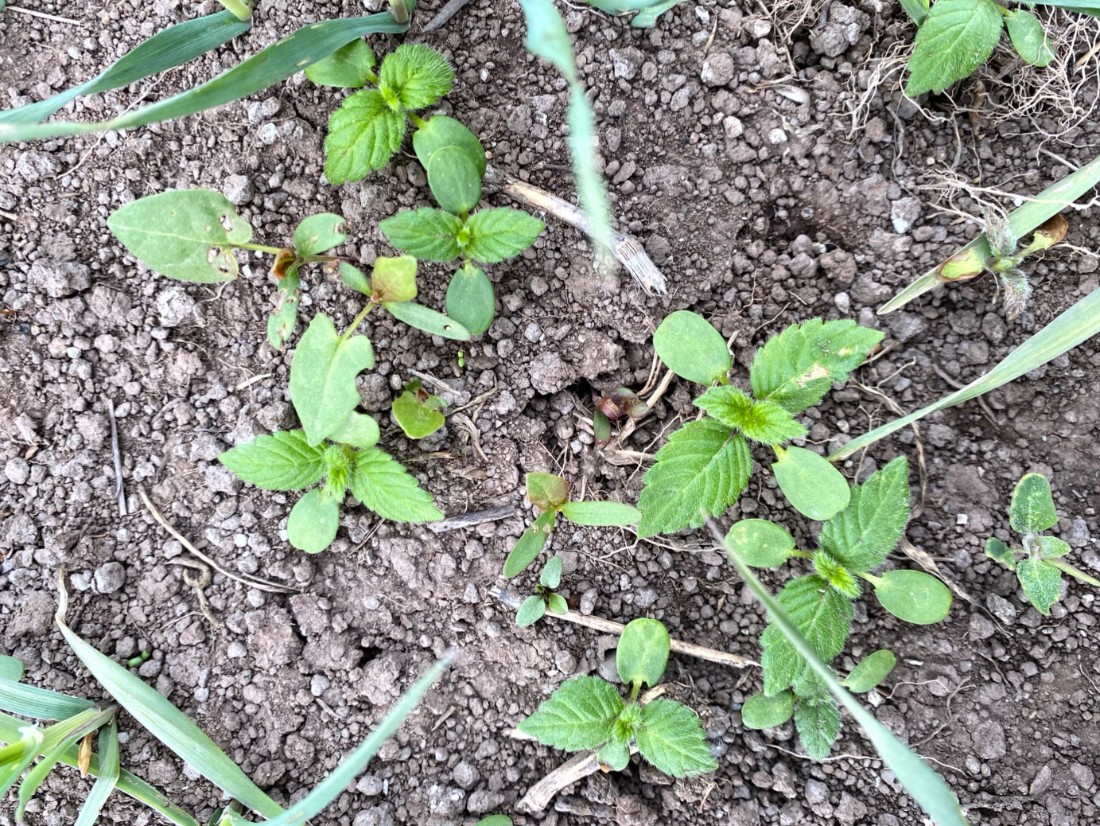 Dån och åkerbinda i fält.