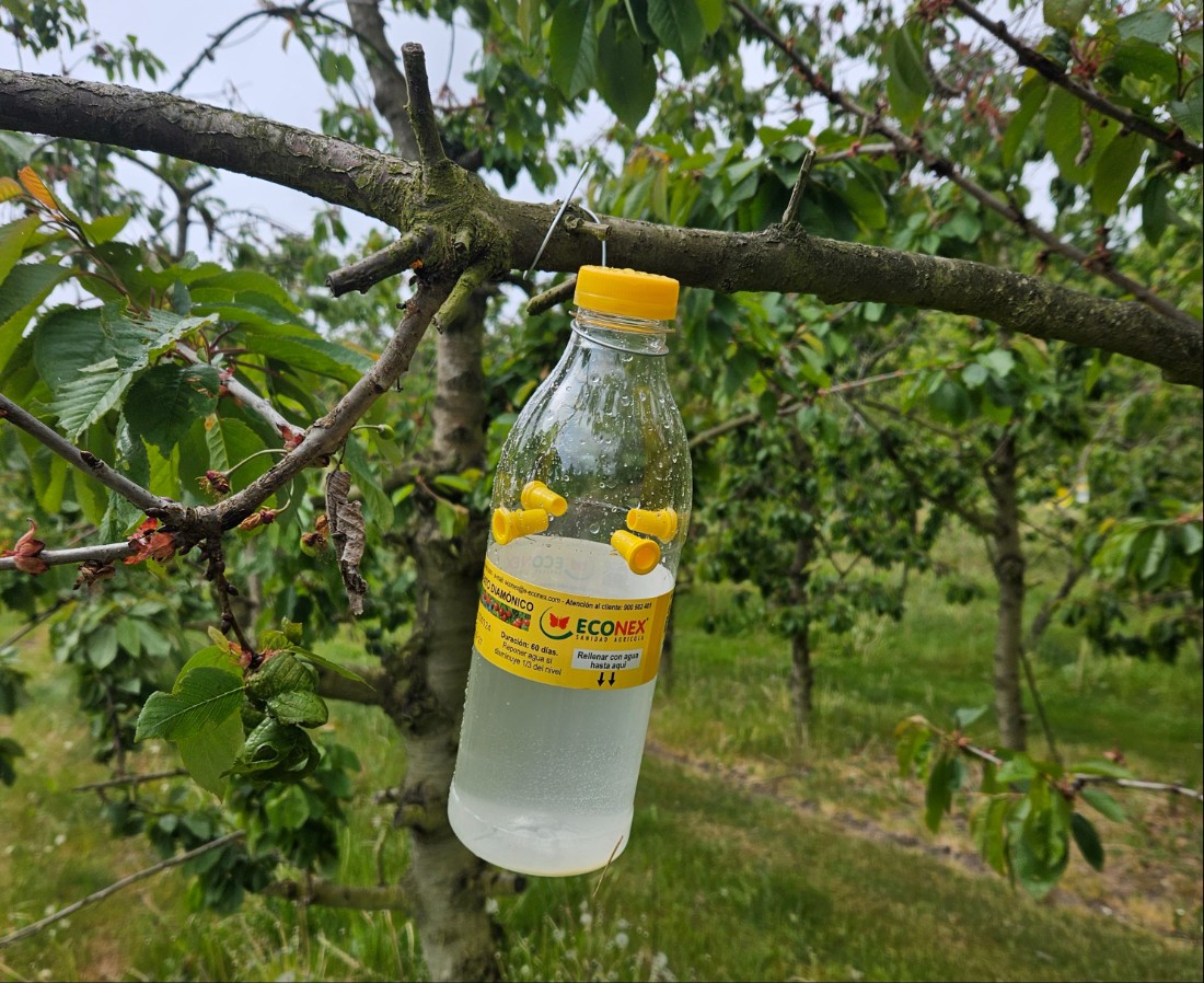 Graf över utveckling av äppelvecklare