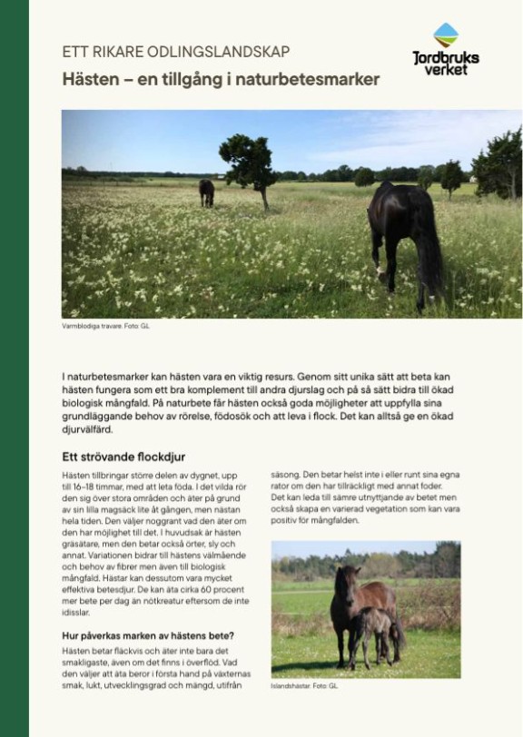 Faktablad hästen - en tillgång i naturbetesmarker