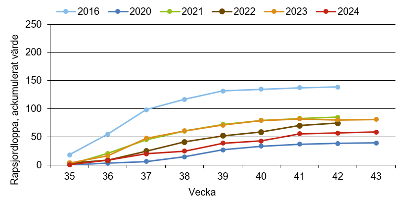Linjediagram som visar att ackumulerad skålfångst av rapsjordloppa innevarande år ligger nära medelkurvan.