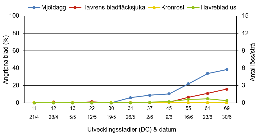 Linjediagram som visar hur mjöldagg, havrens bladfläcksjuka, kronrost och havrebladlus har utvecklats från 21 april till 30 juni.