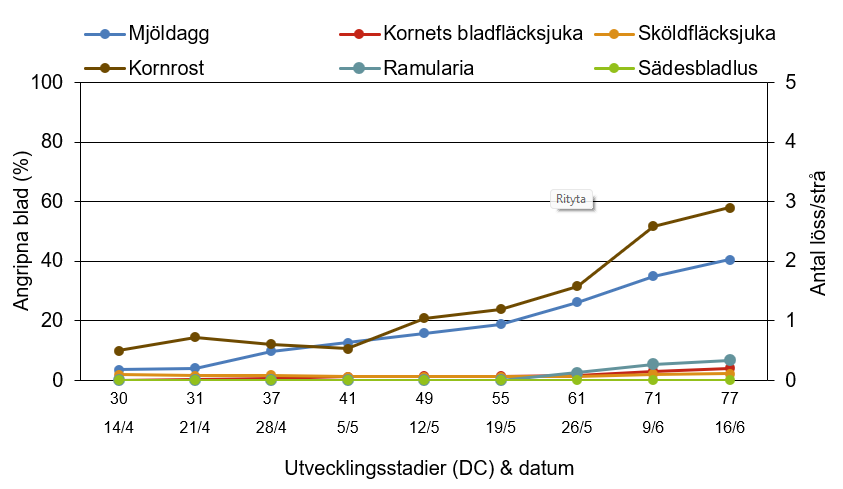 Linjediagram som visar hur mjöldagg, kornets bladfläcksjuka, sköldfläcksjuka, kornrost, ramularia och sädesbladlus har utvecklats från 14 april till 16 juni.