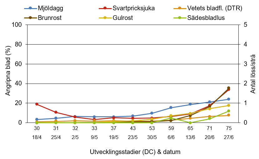 Alternativtext: Linjediagram som visar hur mjöldagg, svartpricksjuka, vetets bladfläcksjuka, brunrost, gulrost och sädesbladlus har utvecklats från 18 april till 27 juni.