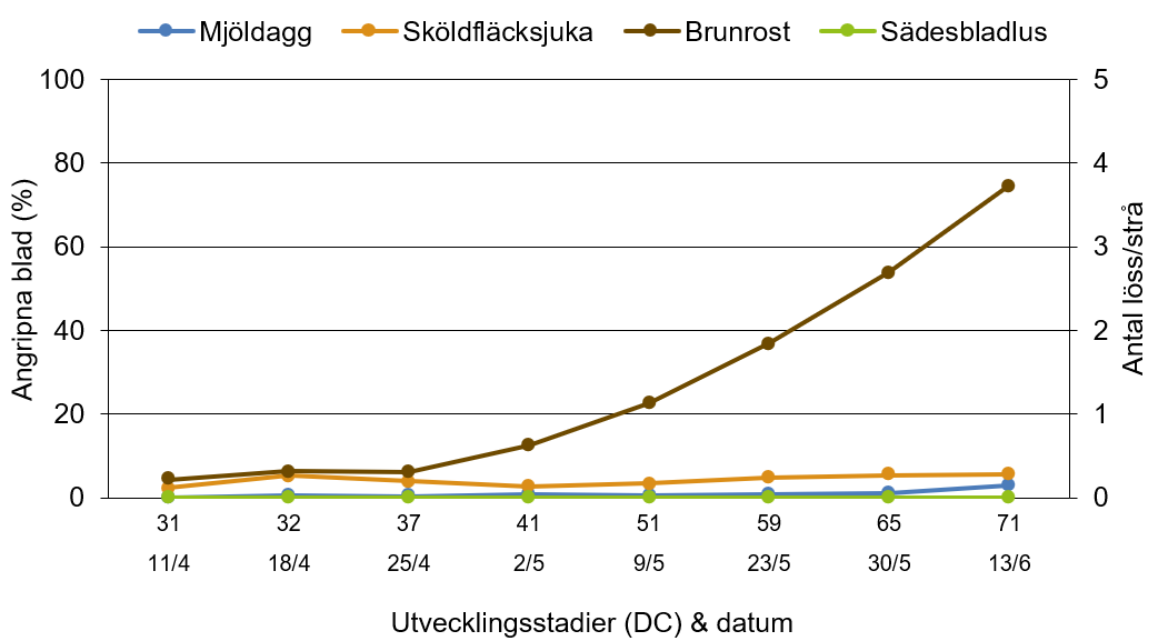 Linjediagram som visar hur mjöldagg, sköldfläcksjuka, brunrost och sädesbladlus har utvecklats från 11 april till 13 juni.