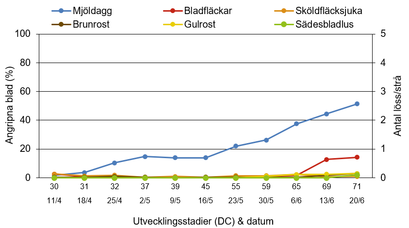 Linjediagram som visar hur mjöldagg, bladfläckar, sköldfläcksjuka, brunrost, gulrost och sädesbladlus har utvecklats från 11 april till 20 juni.